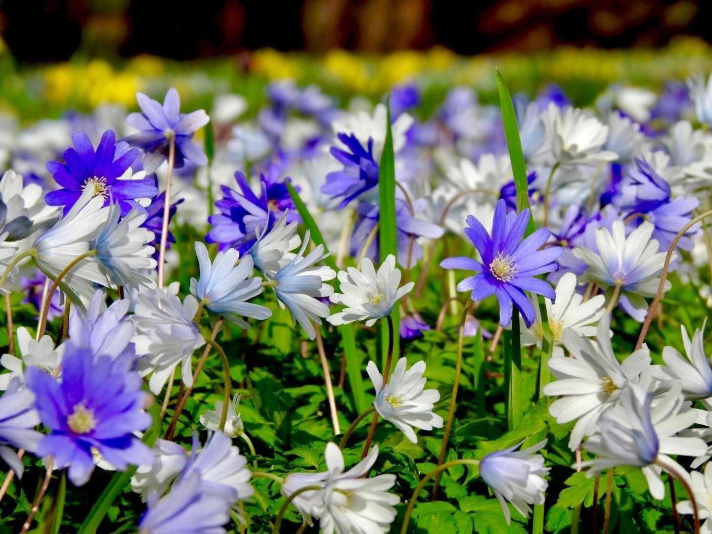 Thornton Manor - Holiday Cottages And Apartments ヘスウォール 部屋 写真